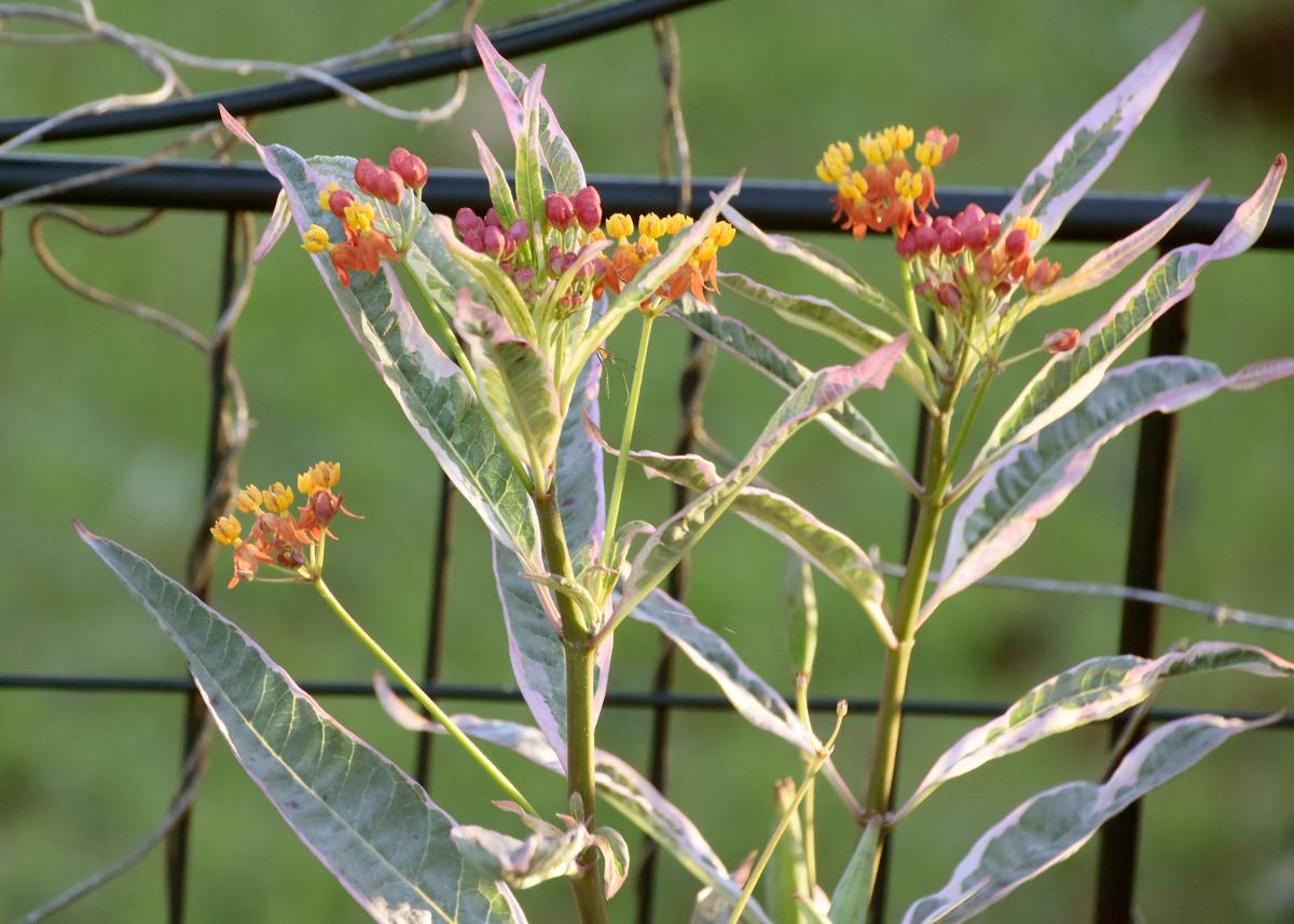 Monarch Promise is a fun new selection of tropical milkweed that is very attractive to Monarchs and is pretty in the garden. Its foliage colors are enhanced when grown in full sun. (Photo by MSU Extension/Gary Bachman)
