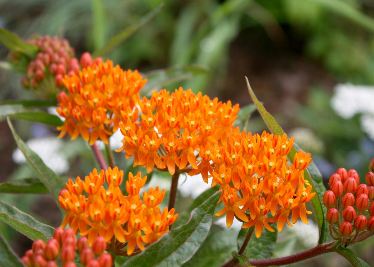 Butterfly weed is one of the best butterfly-attracting plants for the home. The native Asclepias tuberosa grows well across the state and has superior garden and landscape performance. (Photo by MSU Extension/Gary Bachman)