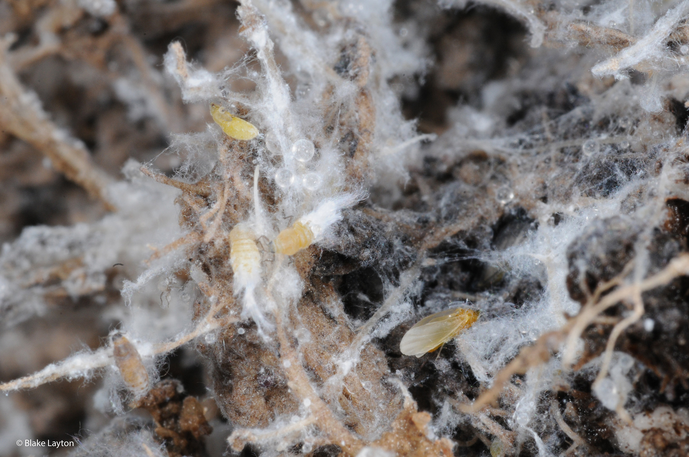 Tiny, pale yellow aphids that produce a white, cottony material on roots.