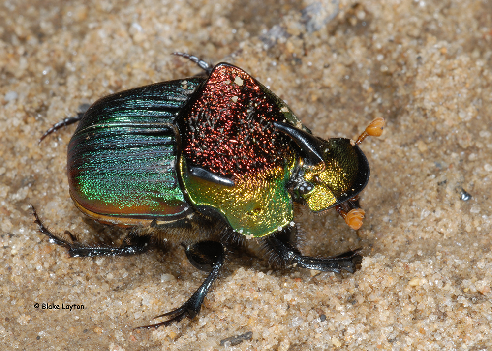 a very colorful beetle.