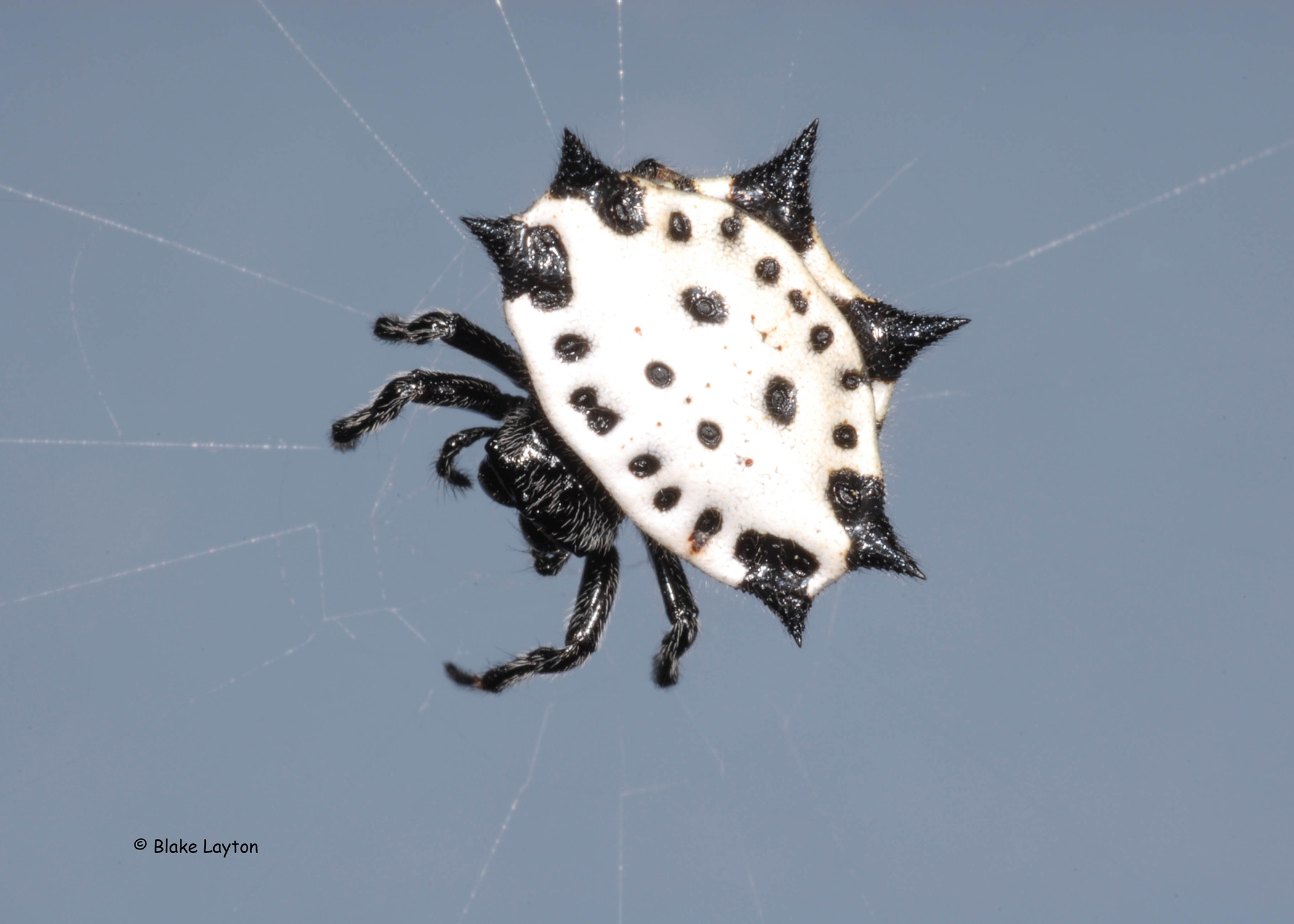 A female black spider with a white, spiny, spiked shell in an orbital web.