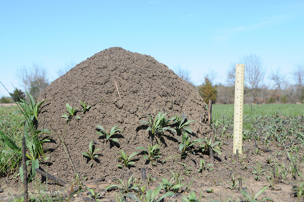 a fire ant mound with blue sky background