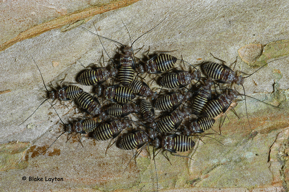  a group of bark lice, black with yellow bands.