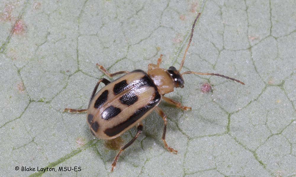 This is an image of a tan and black, adult bean leaf beetle feeding on a leaf.