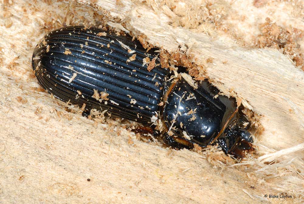 An image of a Bess Beetle boring into wood.
