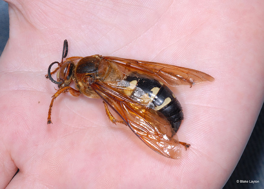 A large cicada killer wasp.