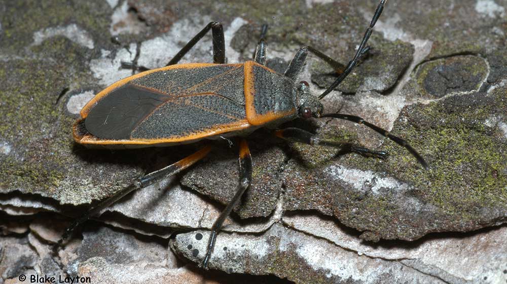 The bordered plant bug shown here is a matte gray to black with distinctive orange borders around the edges of their wings and across the front portion of the back.