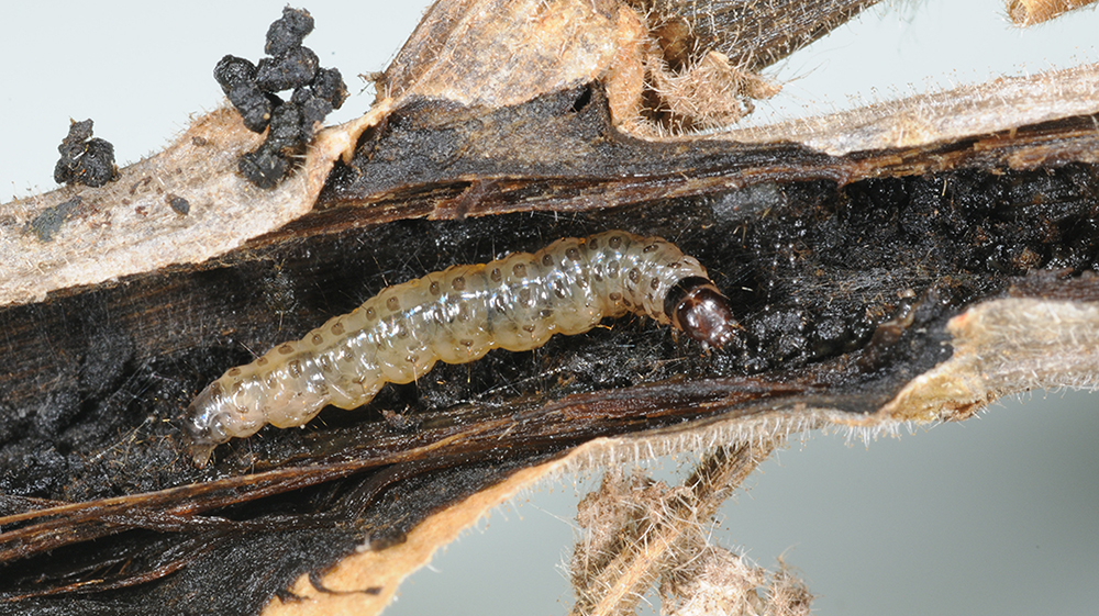 A European pepper caterpillar feeding deep in plant stem.