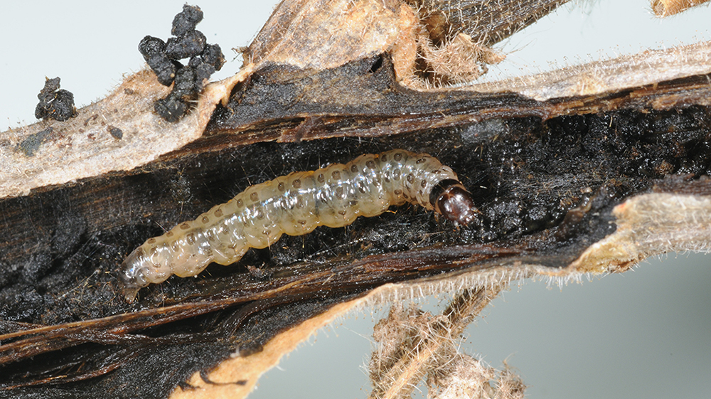 A European pepper caterpillar feeding deep in plant stem.