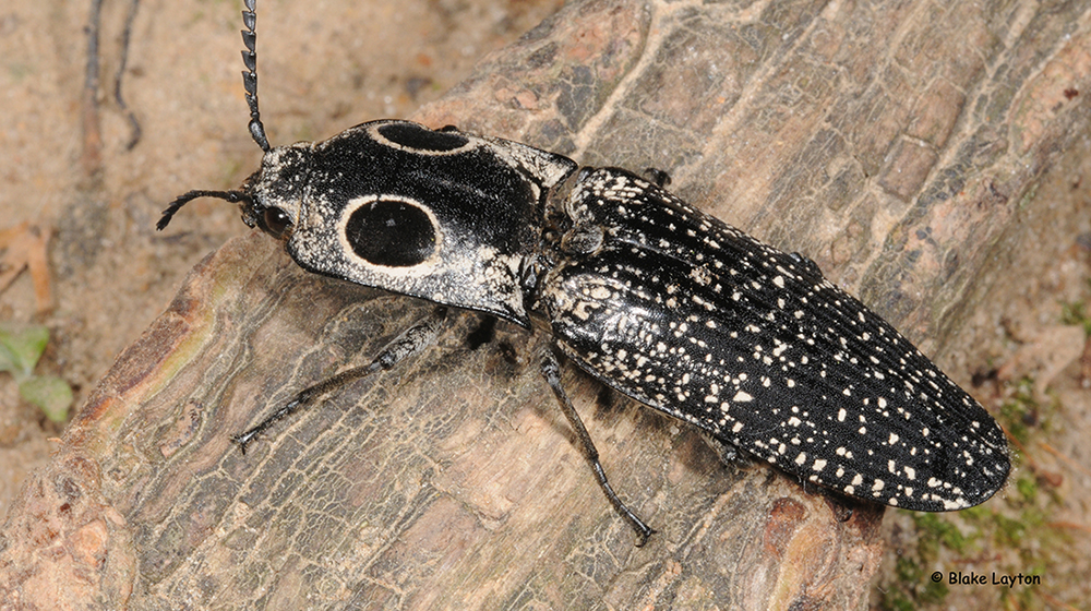 An image of an eyed click beetle. This beetle appears to have two large eyes on the back of the thorax.