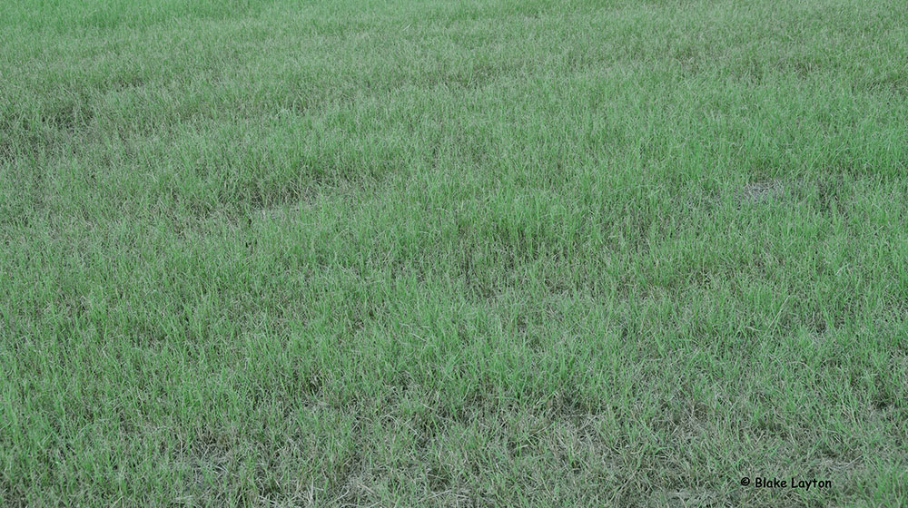 grass damaged by fall armyworms to a pasture.