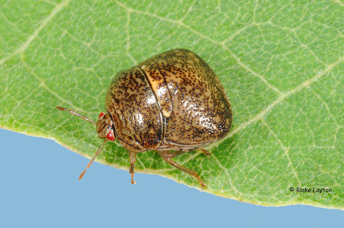 brown insect on a leaf