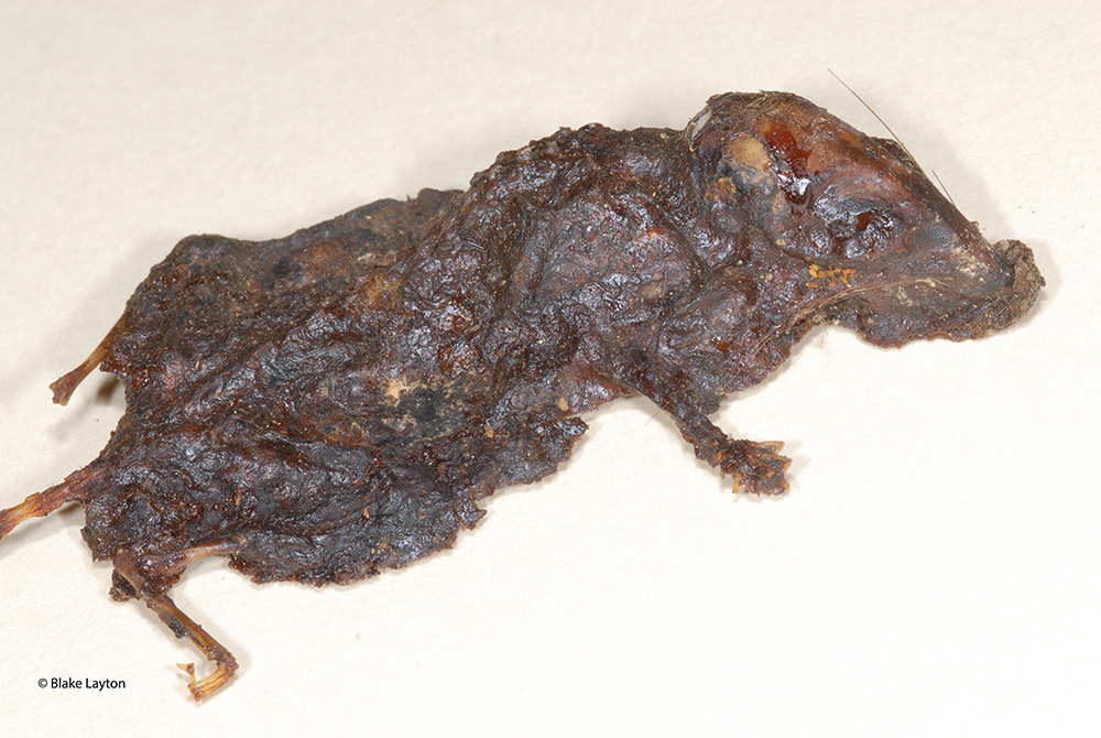 An image of a mouse that was mummified by insects.