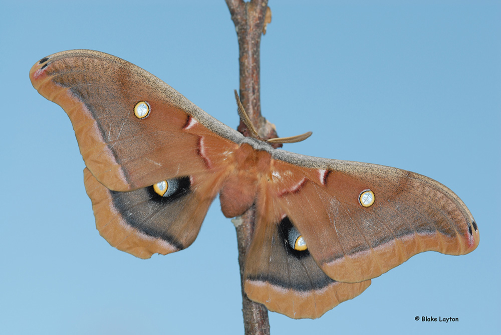An image of a polyphemus moth. Photo taken by Blake Leighton