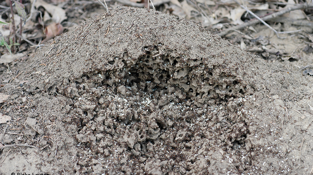  a Fire Ant mound.