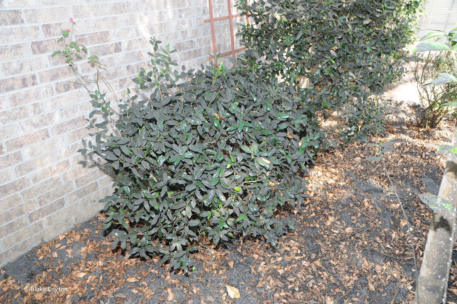 A holly shrub is totally covered with sooty mold and a large crape myrtle is heavily infested with crape myrtle bark scale, and the honeydew produced by these scale fell onto plants growing underneath.