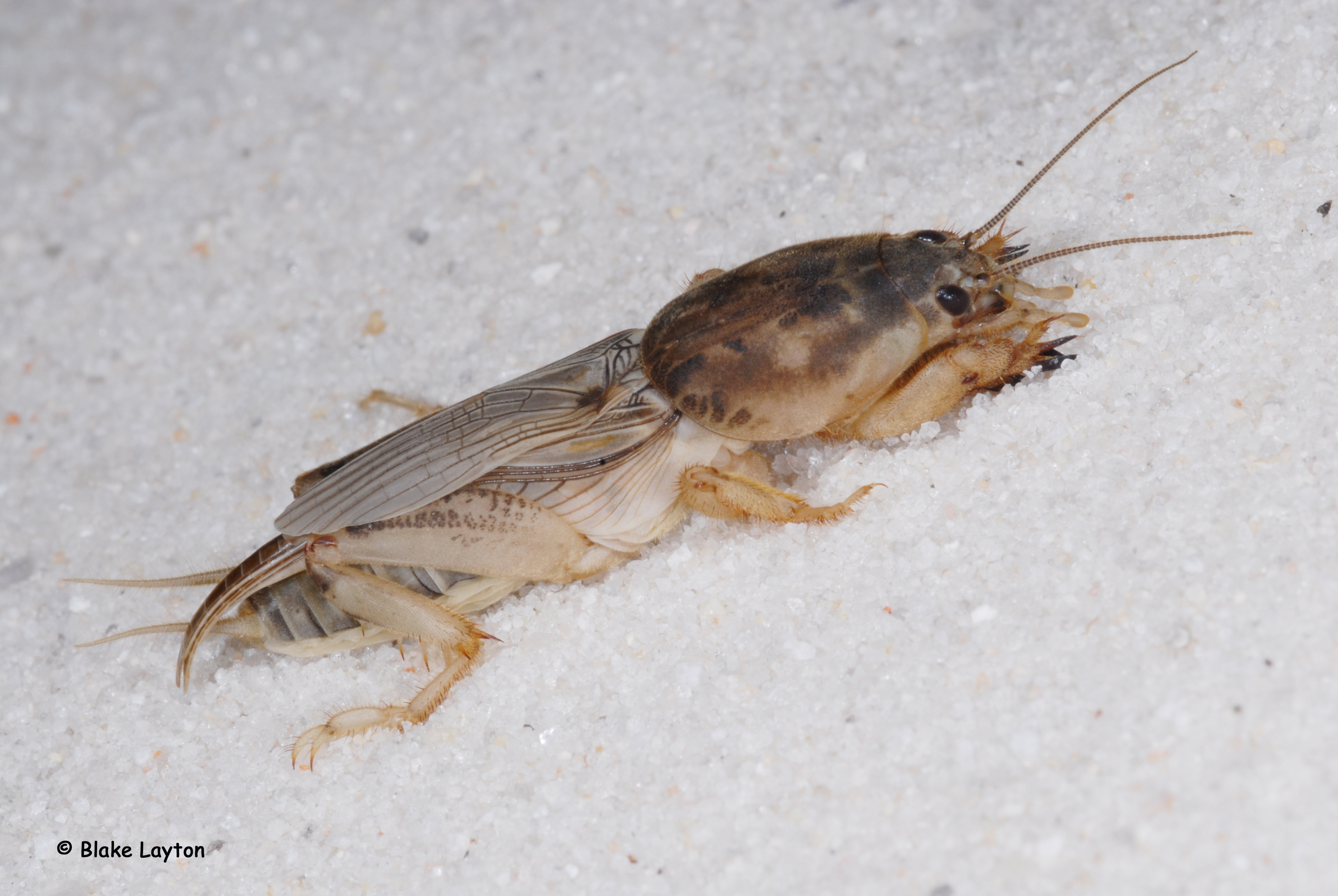  a southern mole cricket crawling in white sand.