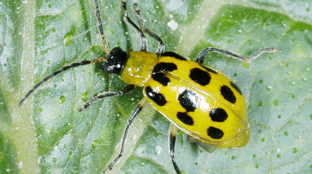 A yellowish cucumber beetle with large black spots.