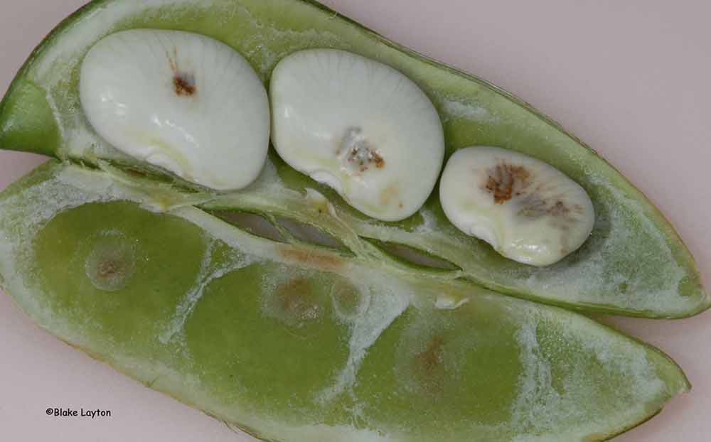 This photo shows stink bug damage, sunken lesions, and you can also see where the stylets pierced the hull of a butter bean.
