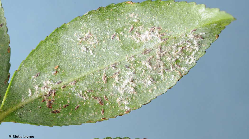 a camelia leaf with a fuzzy white material and brown spots caused by male tea scale.
