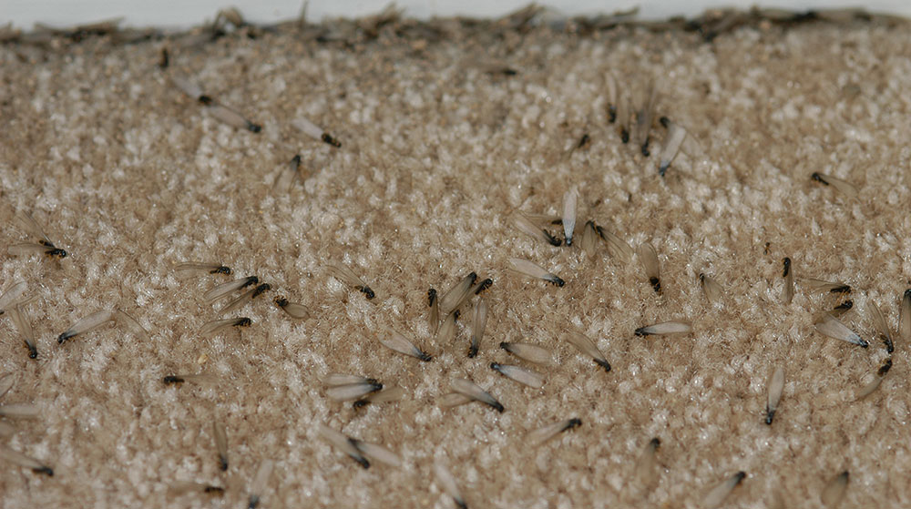  dead termite swarmers laying on floor