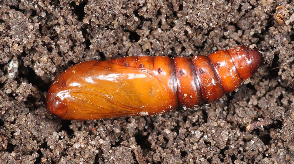 a brown segmented pupa in the soil