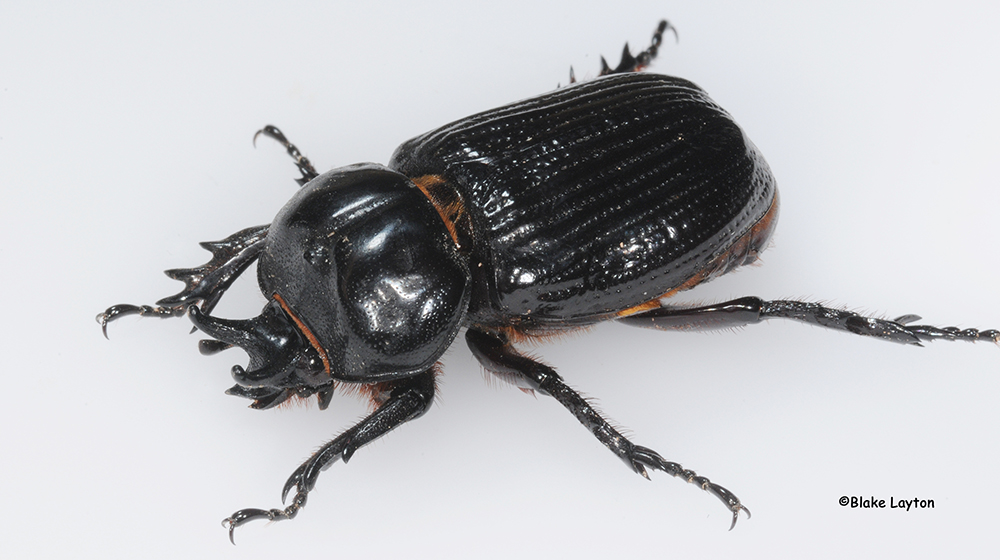 This is an image of a triceratops beetle. A black beetle with three small horns on the head.