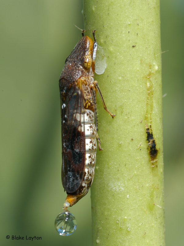 A large leafhopper excreting a drop of liquid.