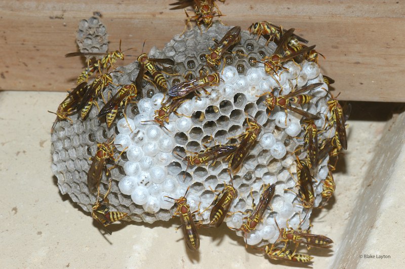 Up close view of a paper wasp nest.
