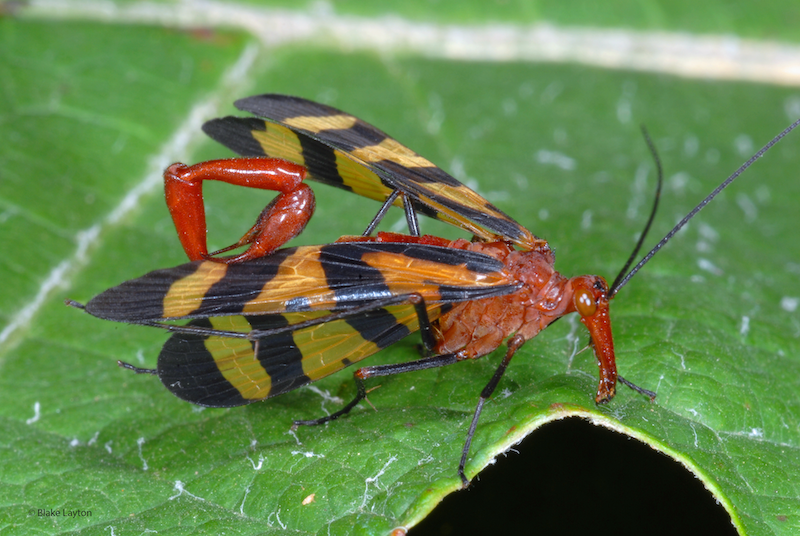 A red, orange, and black insect resting on a green leaf.