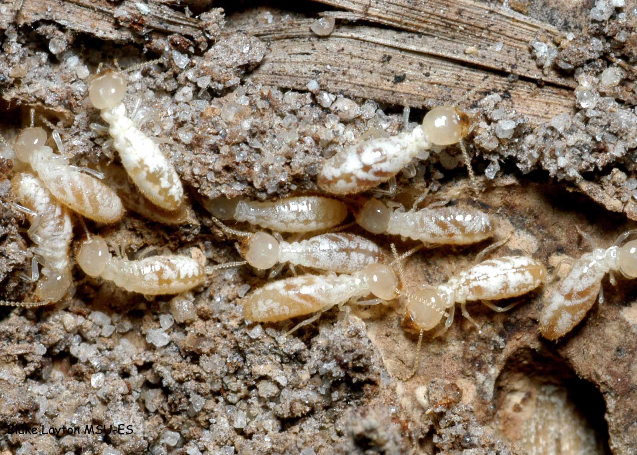termite infestation in wood