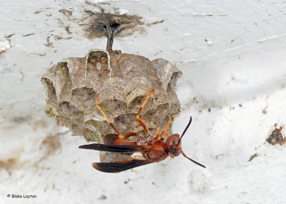 A wasp on a paper nest.