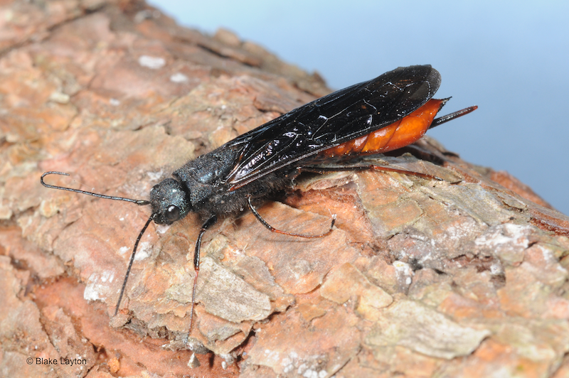 A large black and red wasp resting on a pine limb.