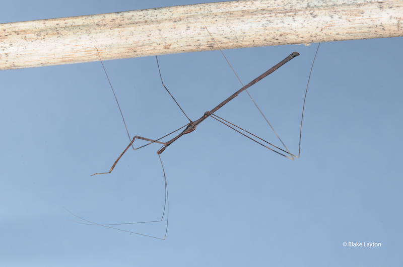 A long, very slender-bodied insect.