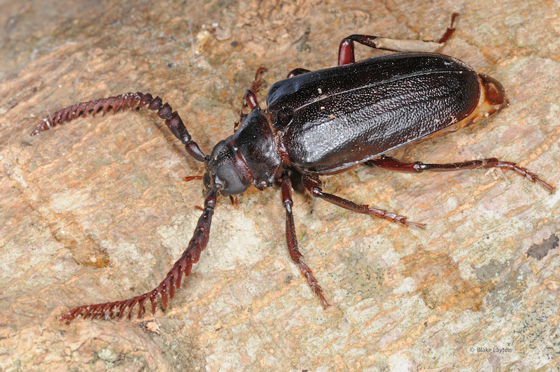 A large brown beetle with large antennae.