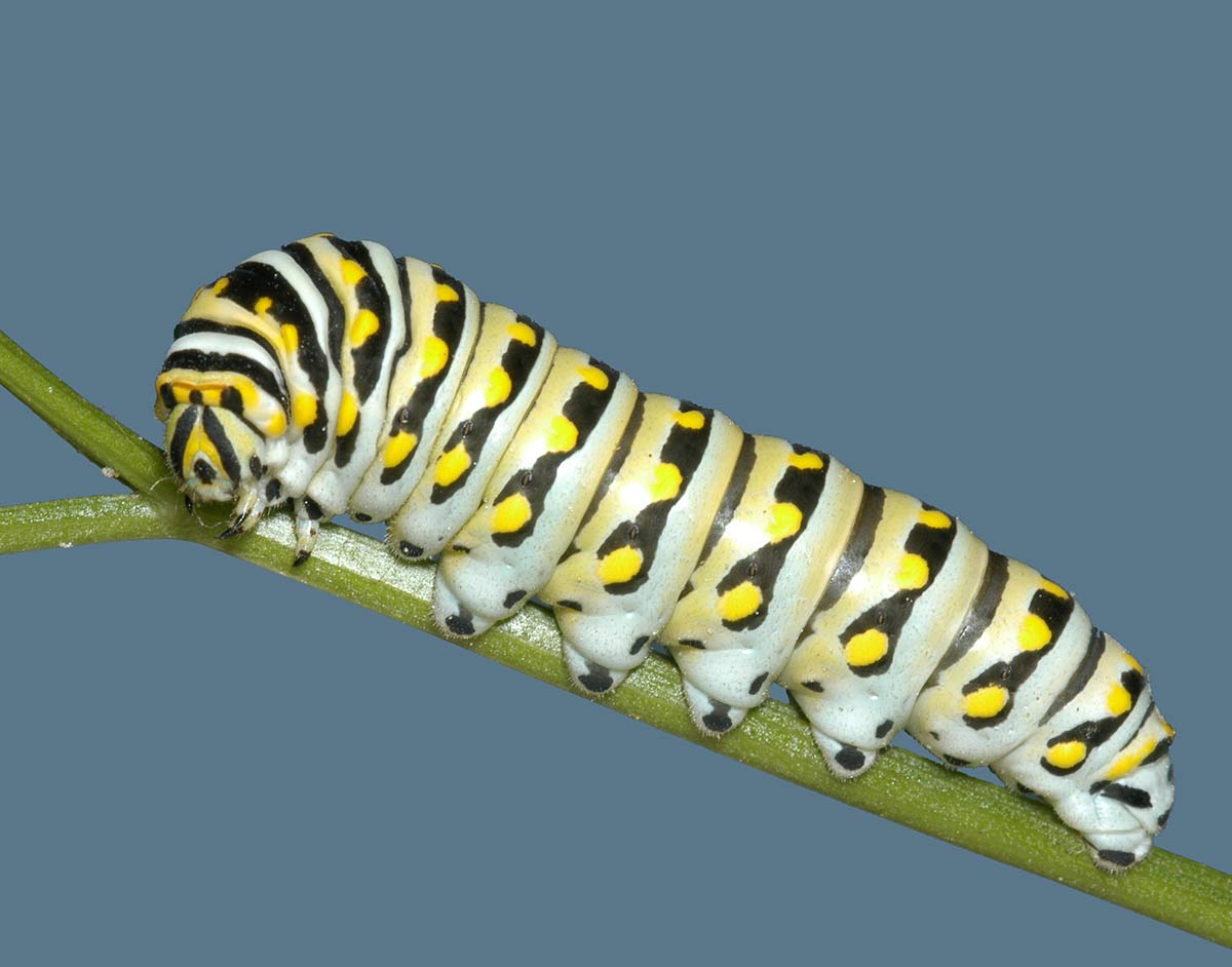 Parsleyworm