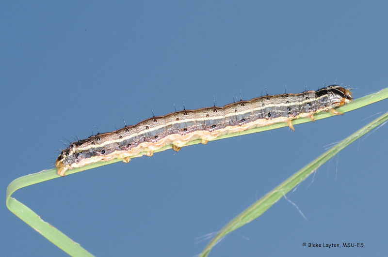 Long brown armyworm on a blade of grass.