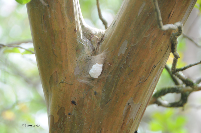 White egg mass on tree.