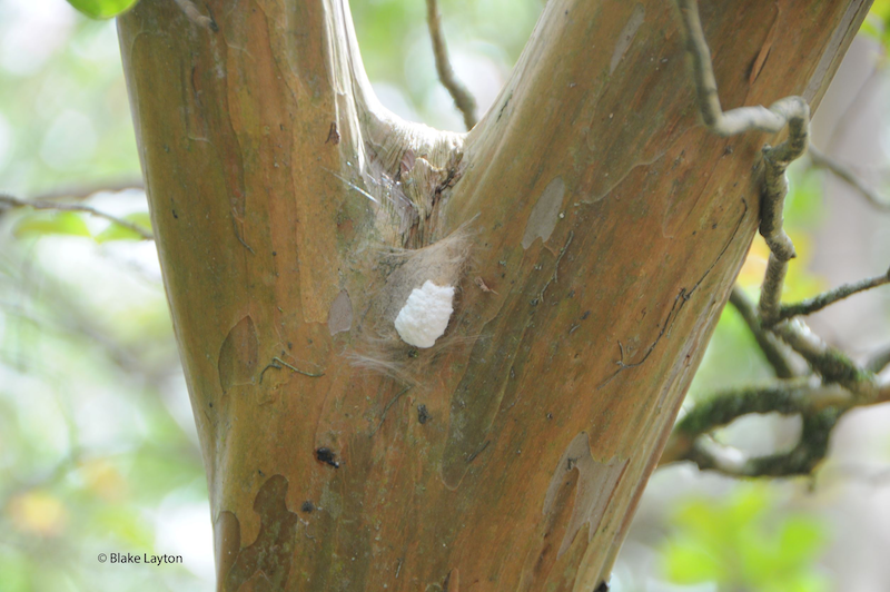 A black bug with red stripes sitting on a stem. Messages about the newsletter are on the image. (Messages in text)