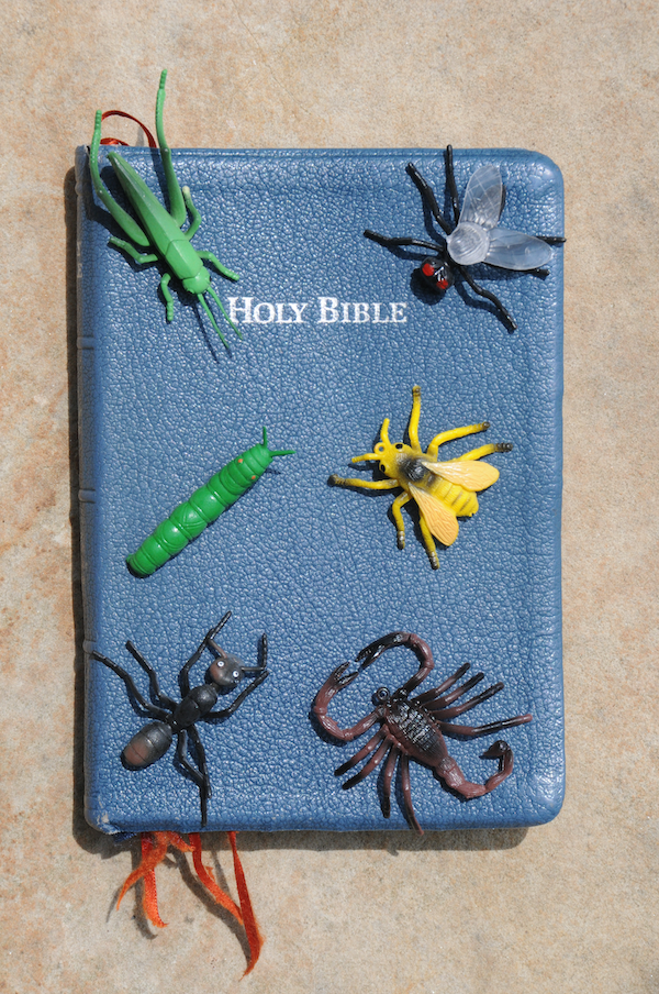 A picture of a blue Bible covered with various plastic insects.