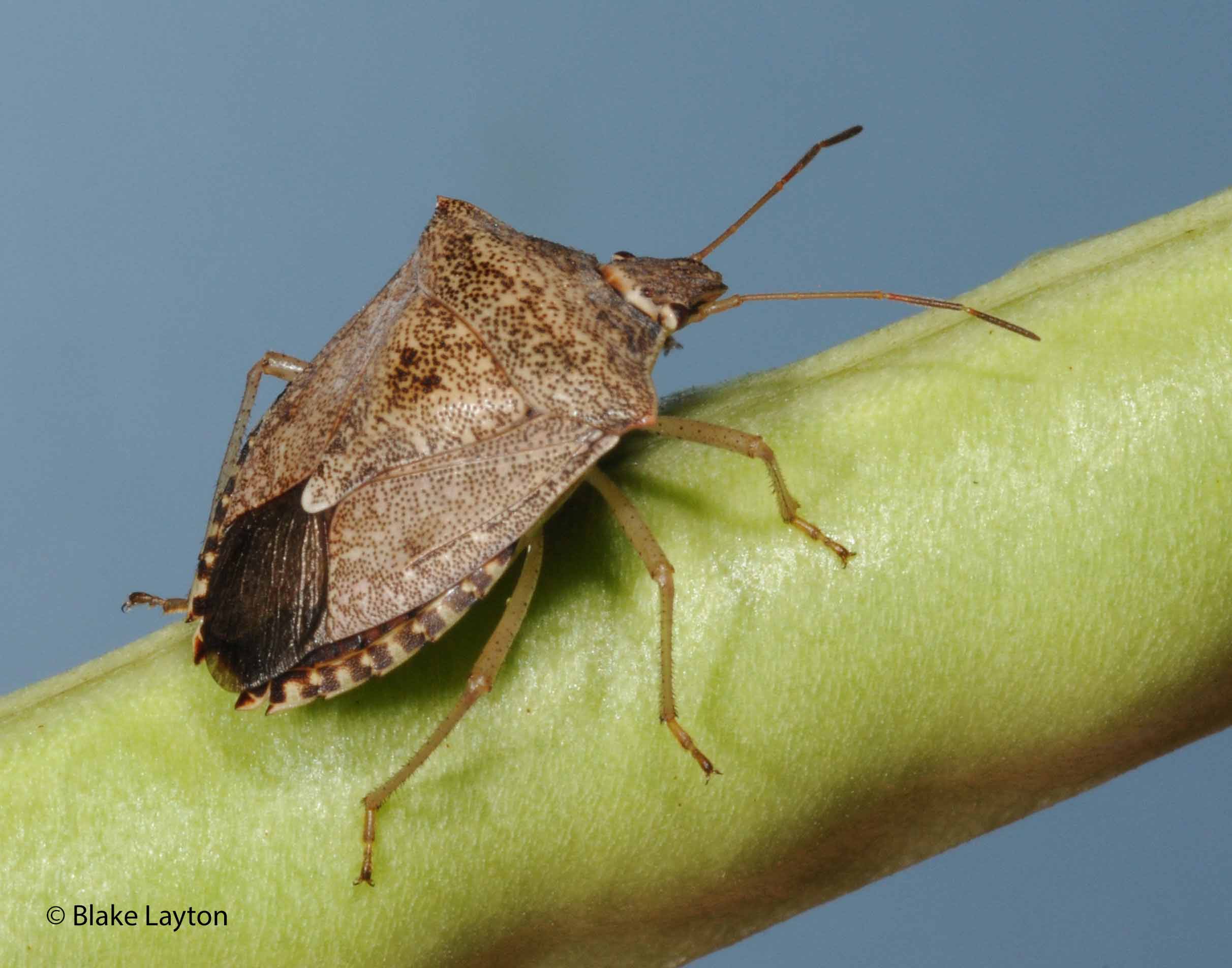 A brown insect on a green stem.