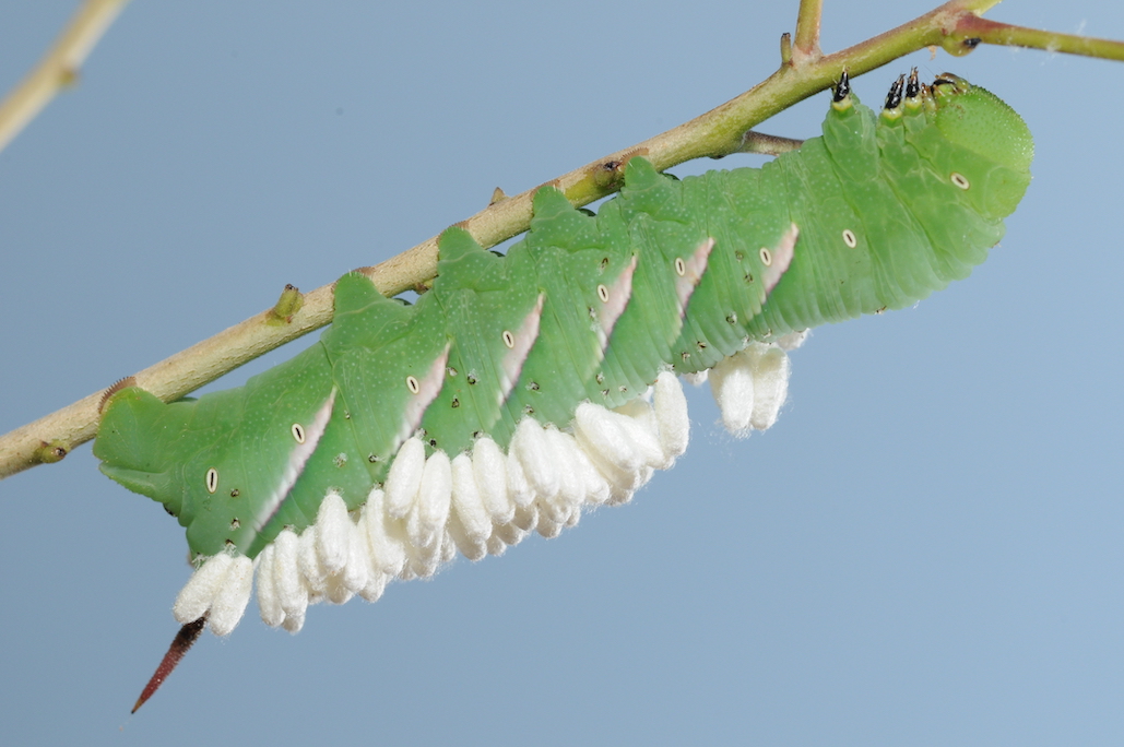 Green caterpillar with white oval-shaped cocoons attached to its back.