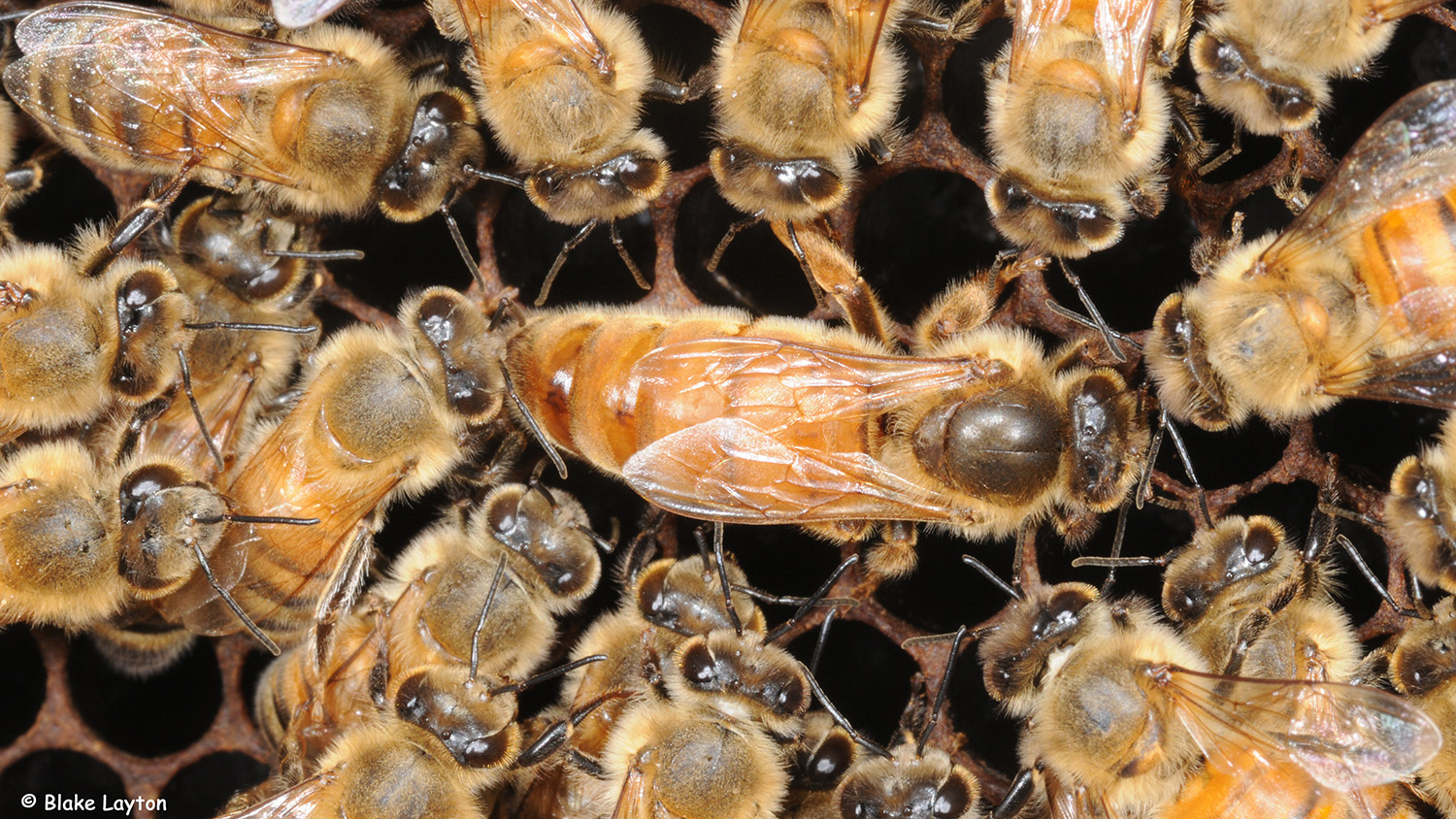 The Queen honey bee surrounded by worker bees.