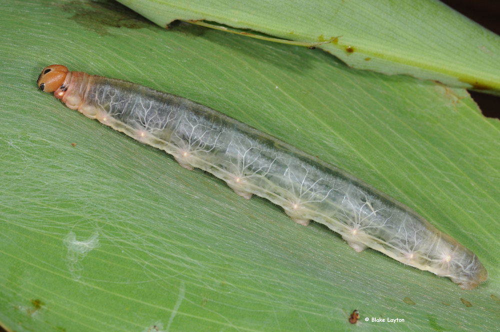 Close up of a caterpillar with transparent skin, allowing a view of some of the internal organs.