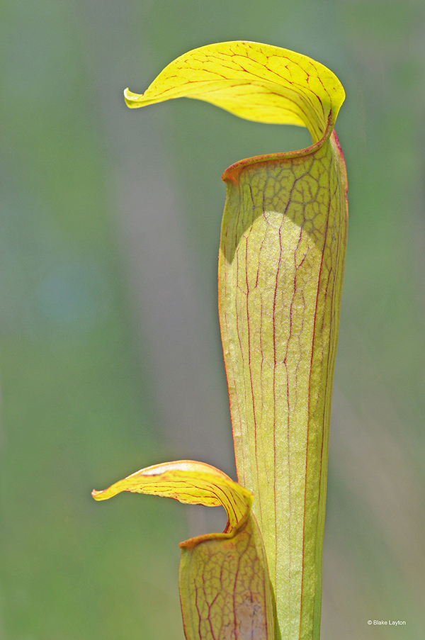 This yellow-green pitcher plant has red veins and is tubular with a flap over the top to prevent rain.