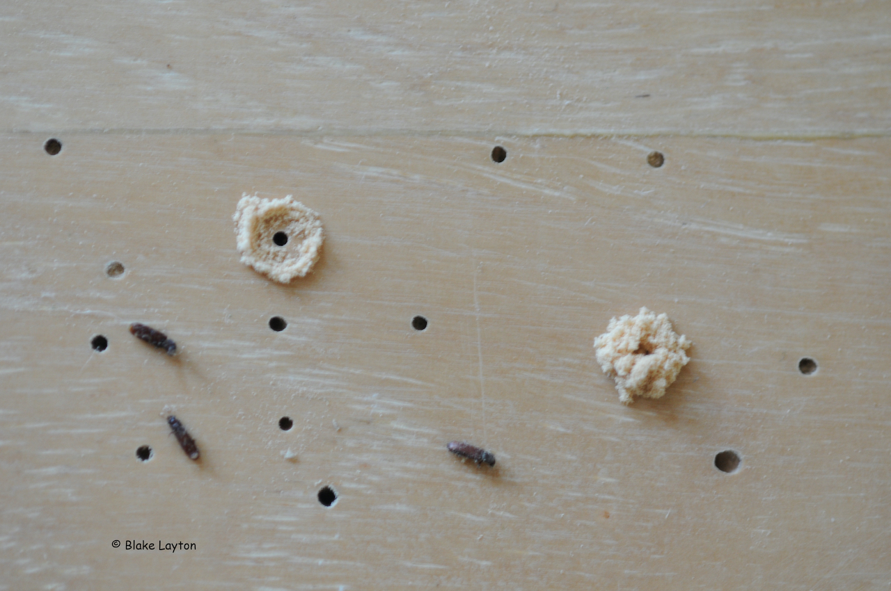 Wood floor with holes bored out and small brown beetles around the holes.