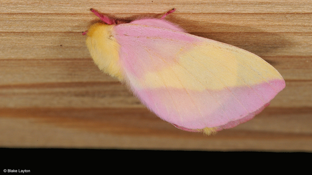 A pink and yellow striped moth on a piece of wood.
