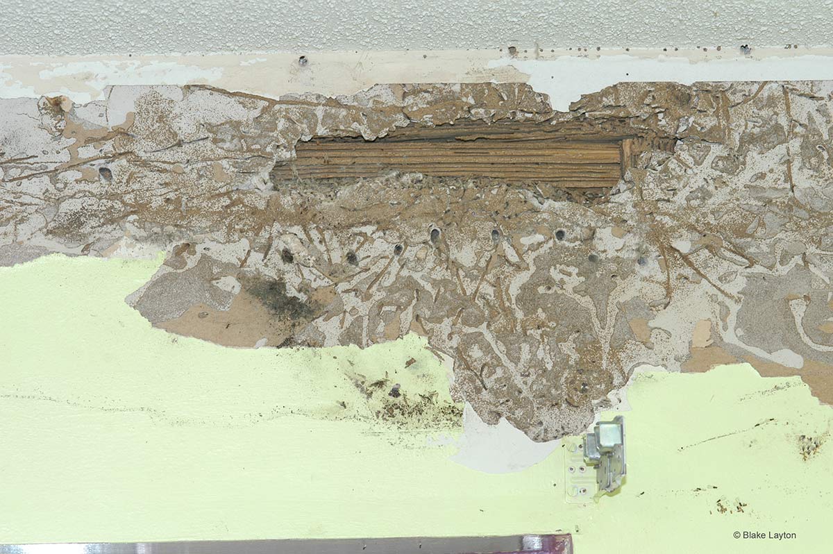 a termite damaged wall]