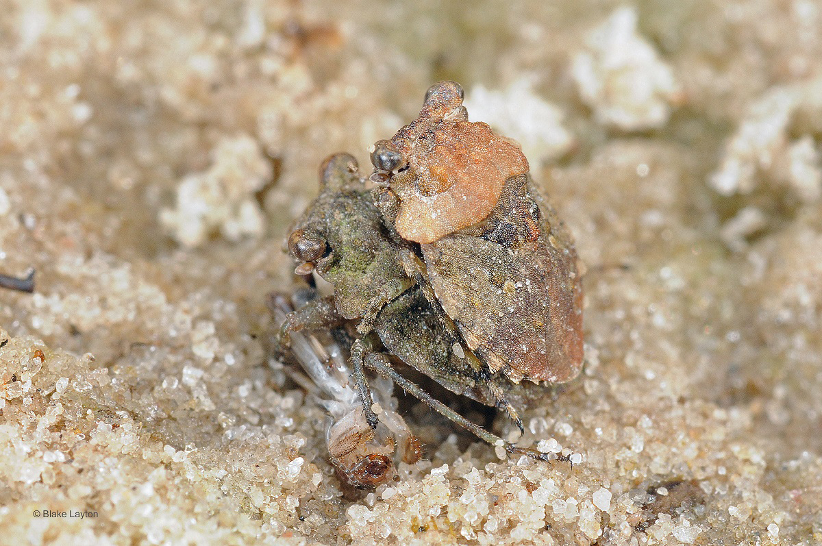 A mating pair of toad bugs with a captured adult pygmy mole cricket.