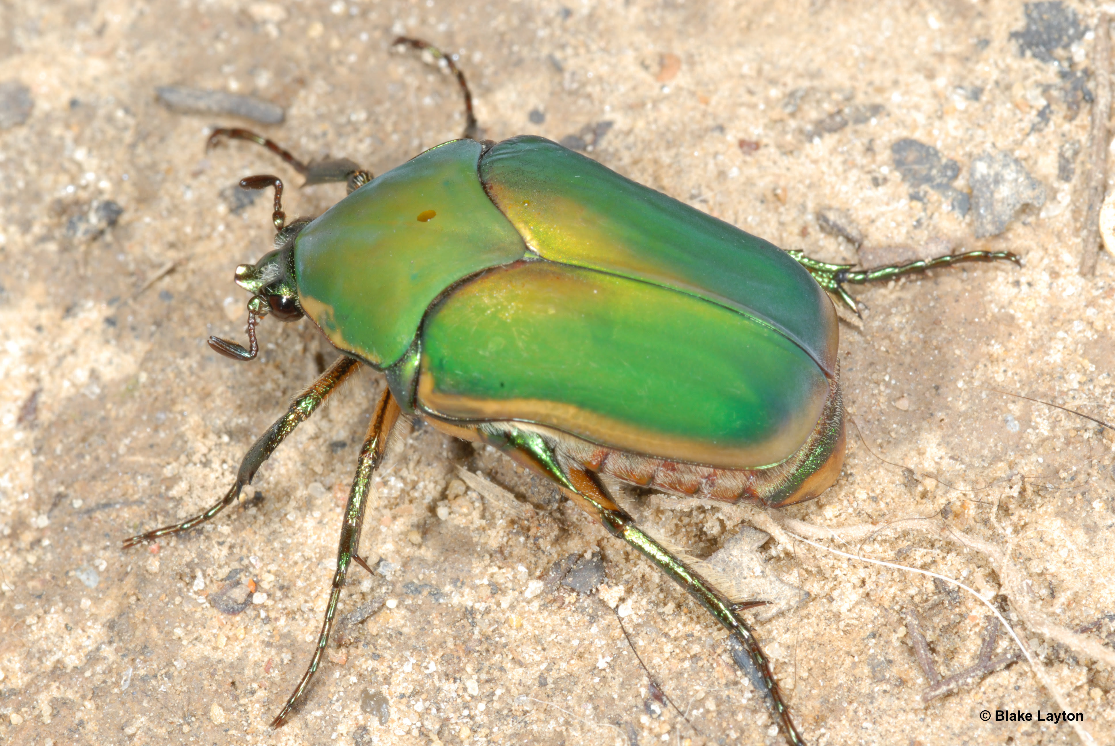 Green iridescent beetle with six legs.